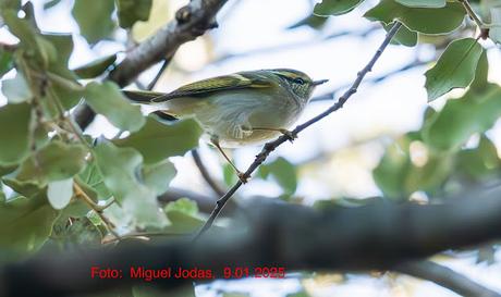 El mosquitero de Pallas: Un visitante especial en Montjuïc