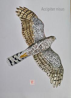 Censo de Ardeidas: En tramo del río en Sant Adrià de Besòs