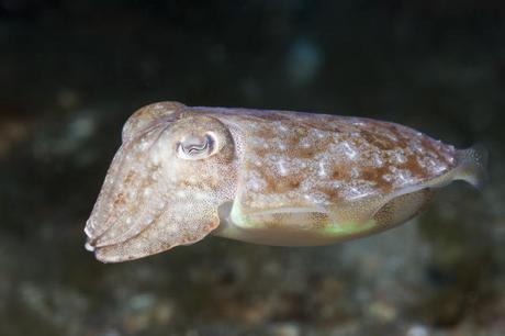 Sabíamos que los cefalópodos eran inteligentes.