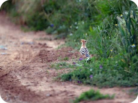 Fauna Montaña Palentina - Abubilla Fauna Montaña Palentina - Abubilla