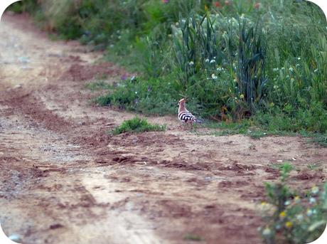 Fauna Montaña Palentina - Abubilla Fauna Montaña Palentina - Abubilla