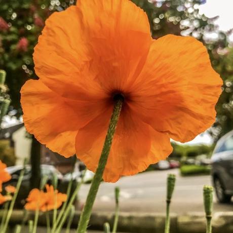 ¡Descubre los secretos de jardines del atlántico para tu próximo viaje!