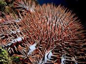 corona espinas grandes amenzasas para barreras coralinas.
