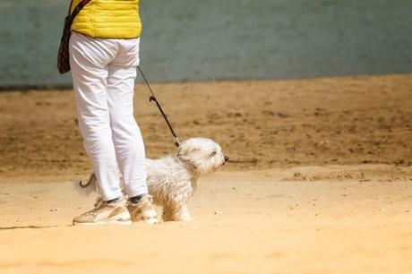 Un recorrido por playa para perros en sanlúcar de barrameda: lo mejor para viajeros