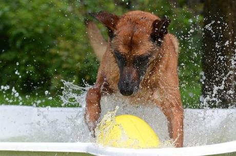 Sumérgete en la magia de piscina para perros Sevilla: experiencias inolvidables