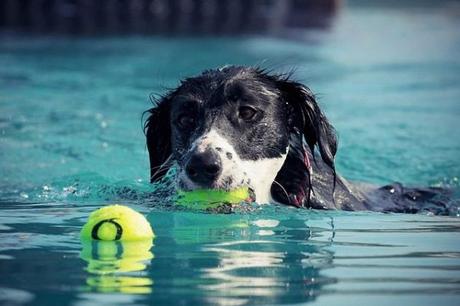 Sumérgete en la magia de piscina para perros Sevilla: experiencias inolvidables