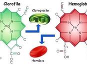 Hemoglobina Clorofila