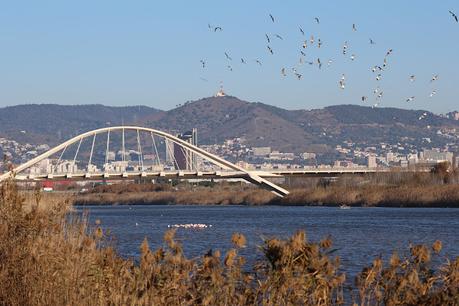 Flamencos en el tramo final del río Llobregat
