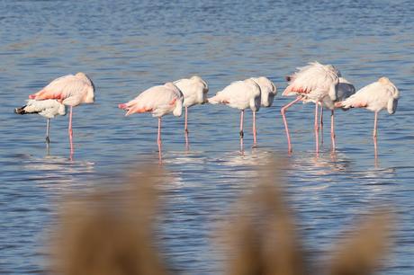 Flamencos en el tramo final del río Llobregat
