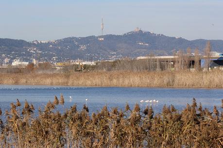 Flamencos en el tramo final del río Llobregat