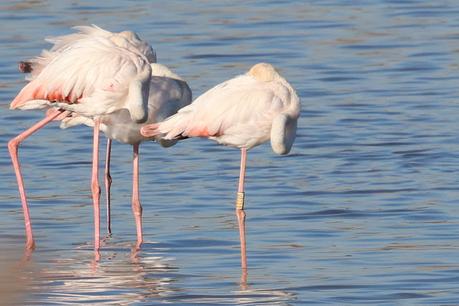 Flamencos en el tramo final del río Llobregat