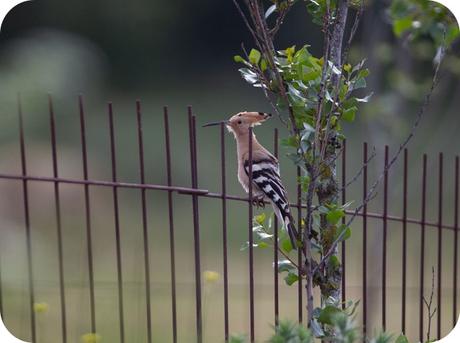 Fauna Montaña Palentina - Abubilla Fauna Montaña Palentina - Abubilla