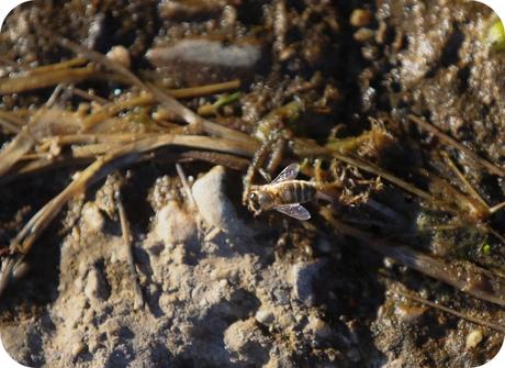 Fauna Montaña Palentina - Abejas Fauna Montaña Palentina - Abejas