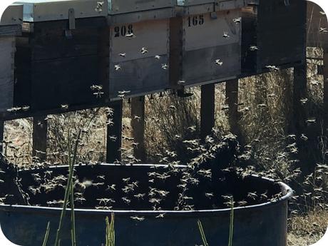 Fauna Montaña Palentina - Abejas Fauna Montaña Palentina - Abejas