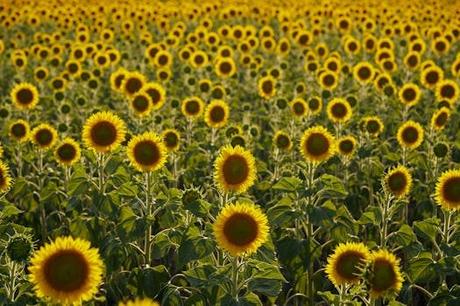 Tu guía definitiva para explorar alojamiento pet friendly Cantabria con estilo Tu guía definitiva para explorar alojamiento pet friendly Cantabria con estilo