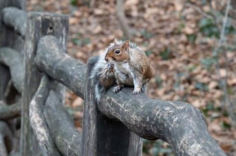 Tu guía definitiva para explorar alojamiento pet friendly Cantabria con estilo Tu guía definitiva para explorar alojamiento pet friendly Cantabria con estilo