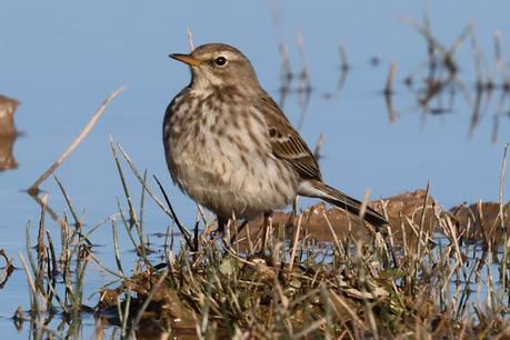 Bisbita Alpino en el Delta del Llobregat