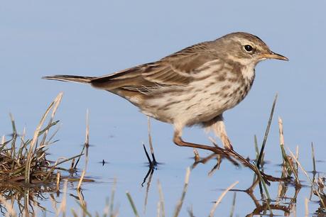 Bisbita Alpino en el Delta del Llobregat