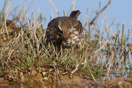 Bisbita Alpino en el Delta del Llobregat