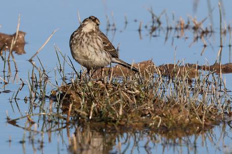 Bisbita Alpino en el Delta del Llobregat