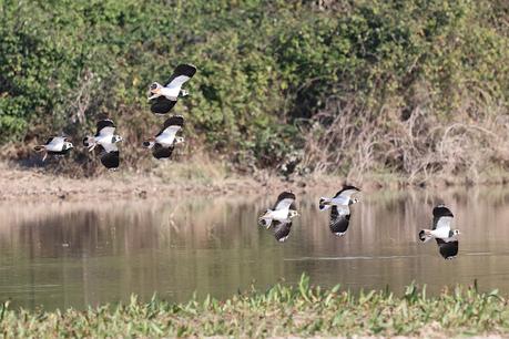 Avefrías en la Desembocadura del Llobregat Avefrías en la Desembocadura del Llobregat
