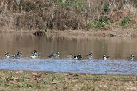 Avefrías en la Desembocadura del Llobregat Avefrías en la Desembocadura del Llobregat