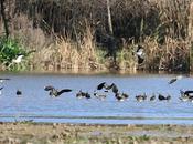 Avefrías Desembocadura Llobregat