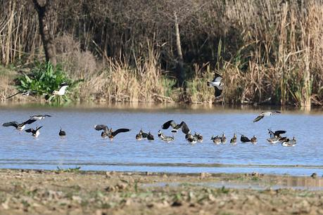 Avefrías en la Desembocadura del Llobregat Avefrías en la Desembocadura del Llobregat