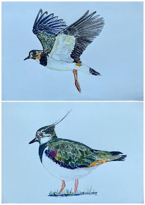 Avefrías en la Desembocadura del Llobregat Avefrías en la Desembocadura del Llobregat