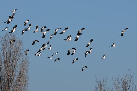 Avefrías en la Desembocadura del Llobregat Avefrías en la Desembocadura del Llobregat