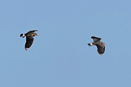 Avefrías en la Desembocadura del Llobregat Avefrías en la Desembocadura del Llobregat