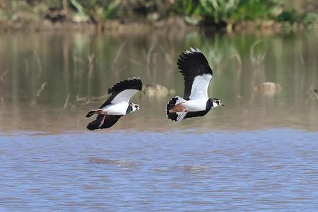 Avefrías en la Desembocadura del Llobregat Avefrías en la Desembocadura del Llobregat