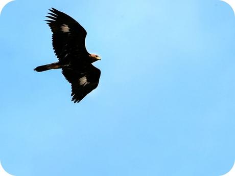 Fauna Montaña Palentina - Águila