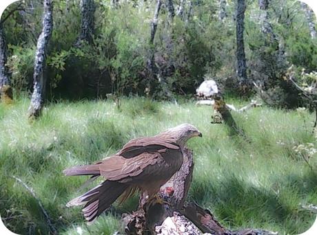 Fauna Montaña Palentina - Águila