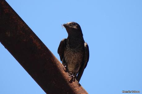 Salida a Ramón Biaus