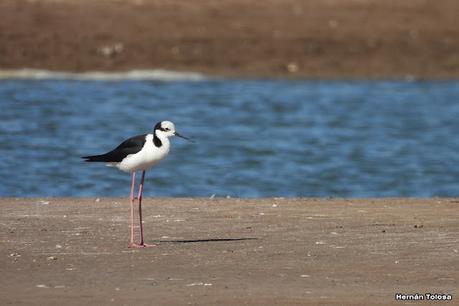 Salida a Ramón Biaus