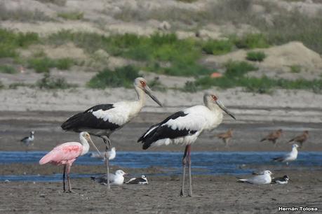 Salida a Ramón Biaus