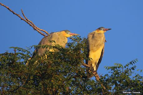Salida a Ramón Biaus