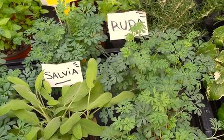 CONDIMENTOS ROMANOS: LA RUDA CONDIMENTOS ROMANOS: LA RUDA