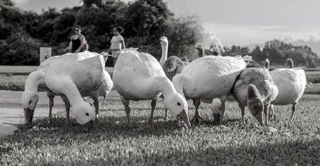 Todo lo que necesitas saber sobre hotel granja en un solo lugar