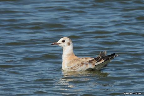 Salida a Ramón Biaus