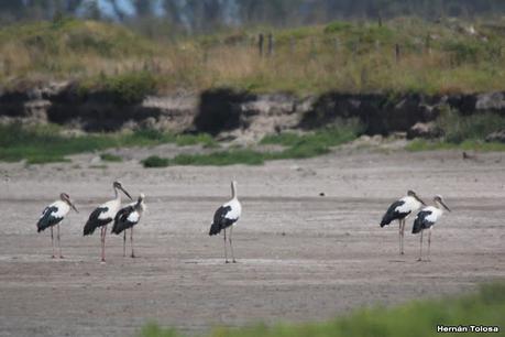Salida a Ramón Biaus