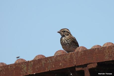 Salida a Ramón Biaus