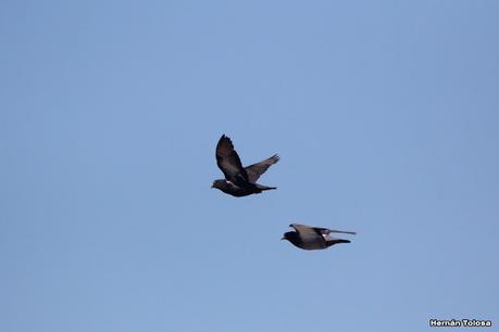 Salida a Ramón Biaus