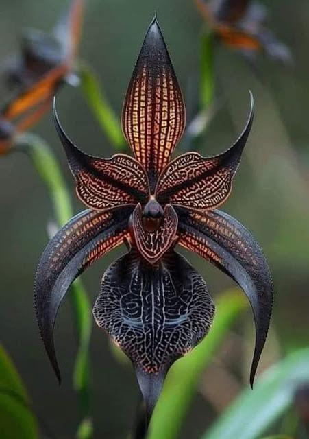 Orquídea Drácula negra