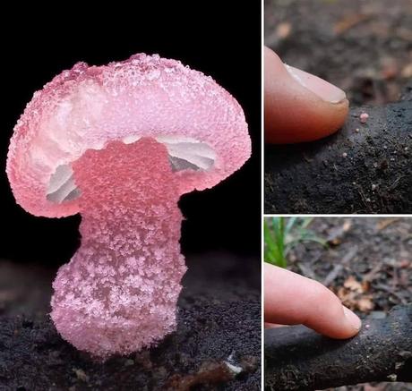 Mycena roseoflava