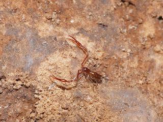 Biodiversidad Subterránea de la PB-4 (Jaén)