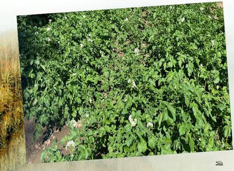 Un rincón de la Montaña Palentina (II)