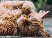 increíble mundo Oliver, gato nadador