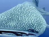 Metropolitan Touring, Finch Hotel USFQ firman convenio conservación tiburón ballena Galápagos